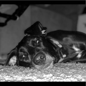 Meet your Posher, Laurie